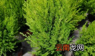 香松盆栽放在哪合适 香松盆栽种植的注意事项