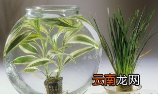 栽种兰花的正确方法 兰花怎么栽种方法和注意事项