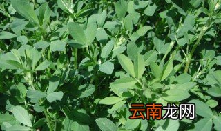 苜蓿栽种注意事项 苜蓿种植条件