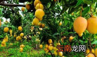栽种芒果树注意事项 芒果芽栽种注意事项