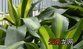 龙血栽种注意事项 龙血盆栽种植注意事项