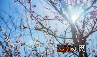四季梅什么时候开花 四季梅什么时候播种
