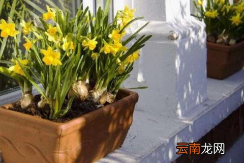 怎么养花才能更旺盛