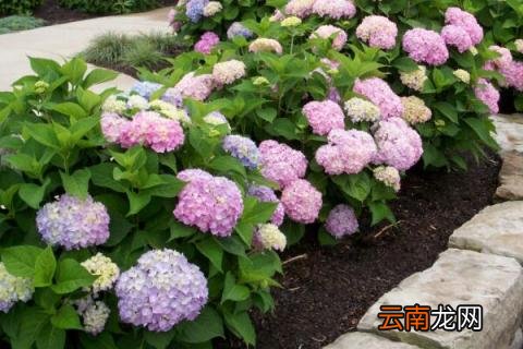 绣球叶子发黄