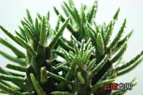 将军柱怎么砍头繁殖