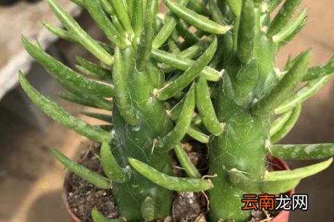 将军柱怎么砍头繁殖