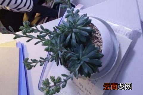 多肉蓝苹果长散了