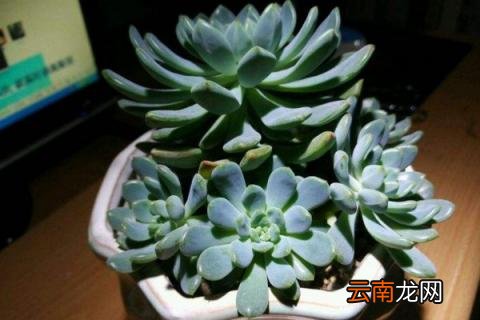 多肉蓝苹果长散了