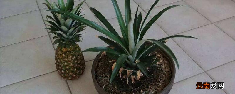菠萝生根教程