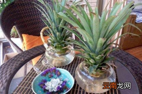 菠萝生根教程
