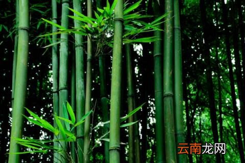 绿竹怎么养