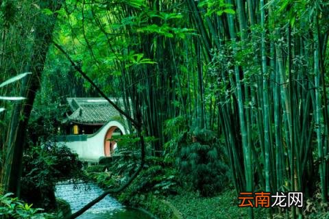 绿竹怎么养