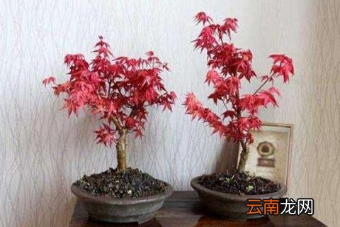 刚移栽的植物如何照料