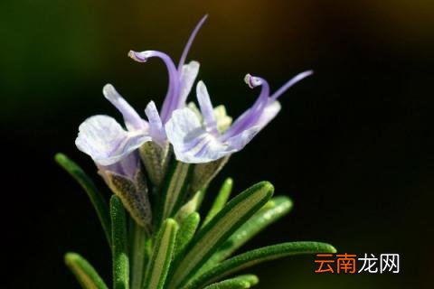 迷迭香扦插季节
