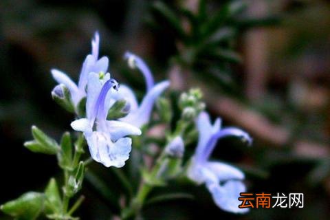 迷迭香扦插季节