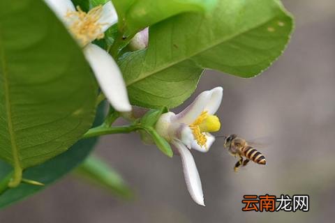 柠檬开花时怎样坐果