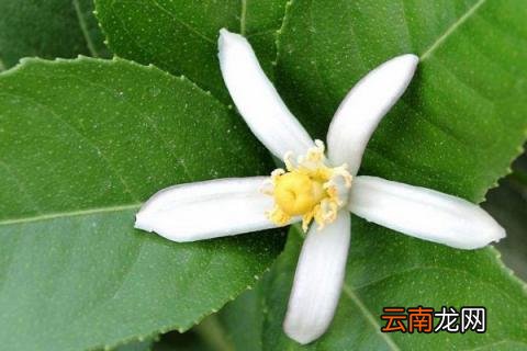 柠檬开花时怎样坐果