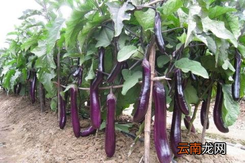 茄子的生长期几个月