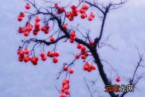 移栽的柿子树几月发芽