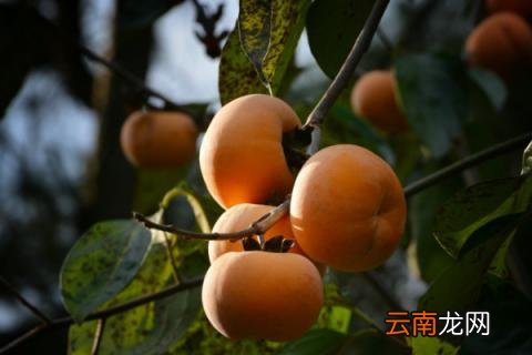 移栽的柿子树几月发芽