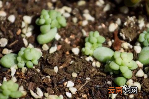 叶插刚出根要埋起来吗