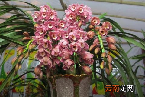 惠兰开花后怎么处理