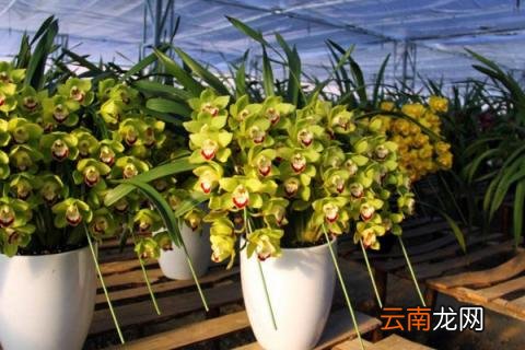 惠兰开花后怎么处理