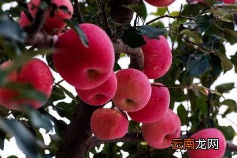 苹果树需要授粉吗