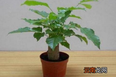 绿宝叶子干枯怎么救