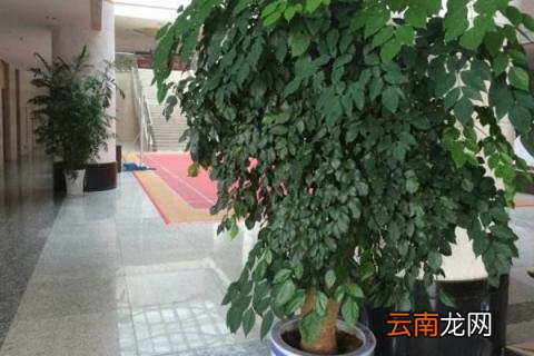 绿宝叶子干枯怎么救