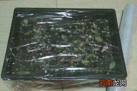 保鲜膜叶插多肉