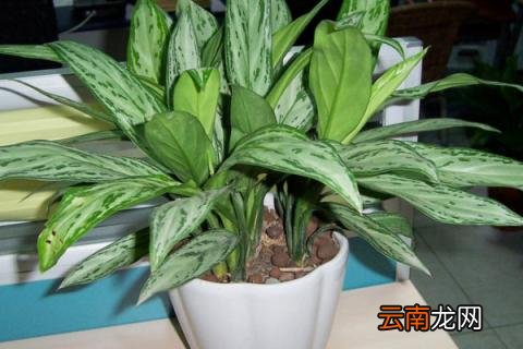 银皇后怎么养