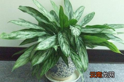 银皇后怎么养