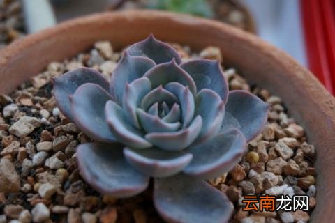 蓝石莲怎么爆盆