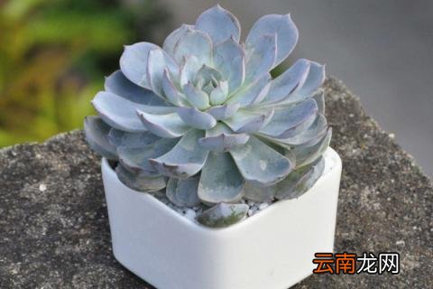 蓝石莲怎么爆盆