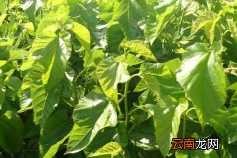 家里有桑树如何处理