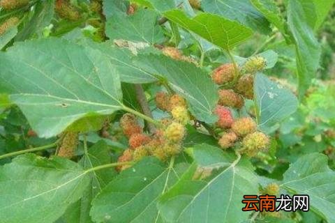 家里有桑树如何处理