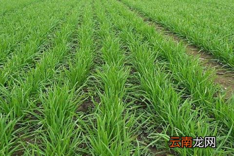 韭菜几天出苗