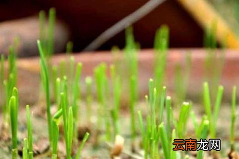 韭菜几天出苗