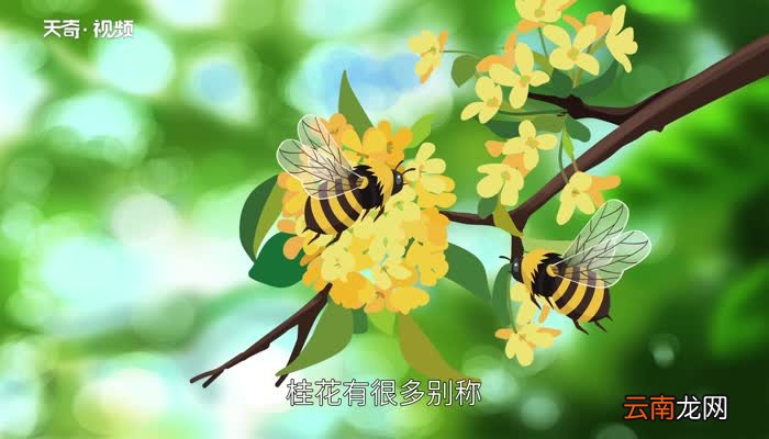 新鲜桂花怎么处理保存 新鲜桂花怎么保存
