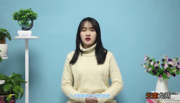 红豆杉的养殖方法和注意事项 红豆杉的养殖方法