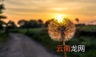 煮蒲公英多长时间 煮蒲公英多长时间适合