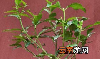 卫矛的繁殖方法 怎么繁殖卫矛