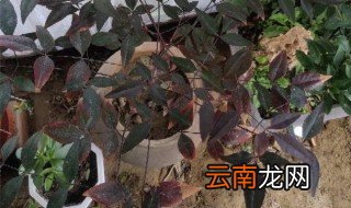 天竹修剪方法 什么季节修剪呢