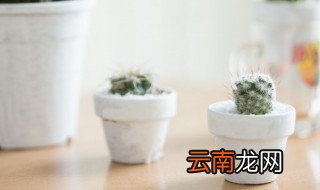 家里有仙人球怎么栽培 仙人球可以种在家里吗