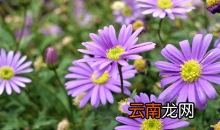 五色菊什么时候播种 五色菊什么时候播种最好
