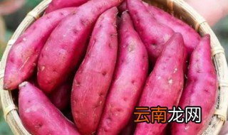 红薯什么时候播种，红薯什么时候播种,什么时候收获