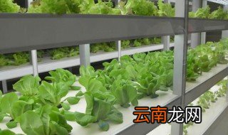 无土栽培营养液怎么用，无土栽培技术营养液
