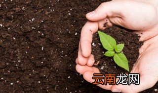 如何让种子发芽 种子的发芽和播种方法