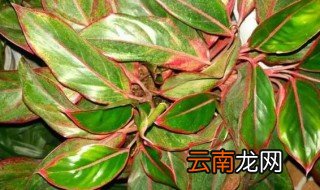 栽培万年红用什么土壤好怎么养护